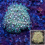 Starburst Polyps Indonesia (click for more detail)