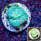 Rhodactis Mushroom Rock Indonesia (click for more detail)