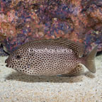 Brown Spotted Spinefoot (click for more detail)