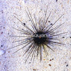 Black Longspine Urchin  (click for more detail)