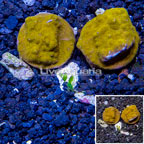 LiveAquaria® Two Pack Cultured Orange Psammacora Coral (click for more detail)