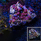 Red People Eater Colony Polyp Rock Zoanthus Indonesia IM (click for more detail)