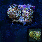 Ultra Green Galaxy and Houdini Colony Polyp Rock Zoanthus Indonesia IM (click for more detail)