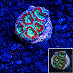LiveAquaria® Ultra Acan Lord Coral (click for more detail)