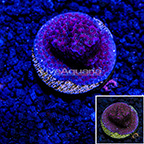 USA Cultured Darth Maul Porites Coral (click for more detail)