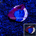 LiveAquaria® Red and Blue Photosynthetic Plating Sponge (click for more detail)