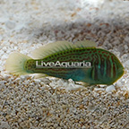 Green Clown Goby (click for more detail)
