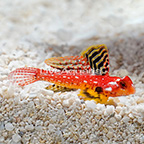 Ruby Red Scooter Dragonet (click for more detail)
