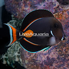 Achilles Tang, Adult EXPERT ONLY (click for more detail)
