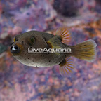 Dogface Puffer  (click for more detail)