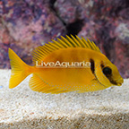 Blue Spotted Rabbitfish  (click for more detail)