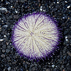 Pincushion Urchin, Purple and White (click for more detail)