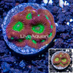 USA Cultured Ring of Fire Favites Frag (click for more detail)