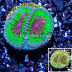 USA Cultured Slightly Sinister Favia Frag (click for more detail)