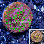 USA Cultured Bling Bling Cyphastrea Frag (click for more detail)