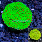 USA Cultured Seasons Greetings Montipora Frag (click for more detail)