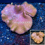 Toadstool Leather Coral Vietnam (click for more detail)