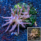 Tree Coral Indonesia (click for more detail)