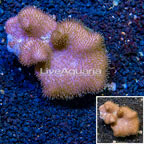 Toadstool Leather Coral Vietnam (click for more detail)