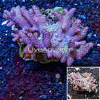 Sinularia Leather Coral Vietnam (click for more detail)