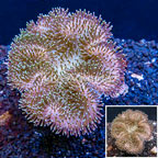 Toadstool Leather Coral Indonesia (click for more detail)