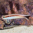 Red Stripe Tilefish (click for more detail)