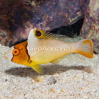 Bicolor Parrotfish (click for more detail)