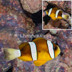 Clarkii Clownfish (click for more detail)