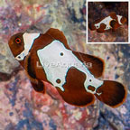 Lighting Maroon Clownfish (click for more detail)