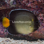 Cream Angelfish (click for more detail)