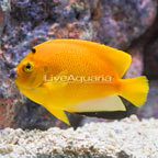 Flagfin Angelfish (click for more detail)