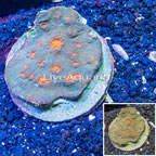 Ultra Chalice Coral Indonesia (click for more detail)