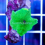 Rhodactis Mushroom Indonesia  (click for more detail)