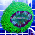 Meat Coral Australia (click for more detail)