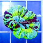 Open Brain Coral Indonesia (click for more detail)