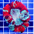 Open Brain Coral Indonesia (click for more detail)