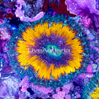Rock Flower Anemone (click for more detail)