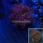 Purple Tip Frogspawn Coral Indonesia (click for more detail)