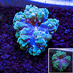 USA Cultured Pearl Bubble Coral (click for more detail)