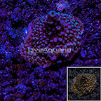 USA Cultured TSA Bali Blue Slimer Acropora Coral (click for more detail)