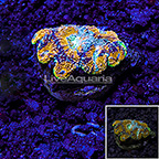 USA Cultured Ultra Acan Echinata Coral (click for more detail)