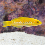 Banana Wrasse (click for more detail)