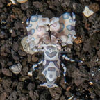 Harlequin Shrimp, Female (click for more detail)