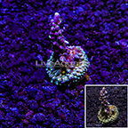 USA Cultured TSA Purple Rain Acropora Coral (click for more detail)