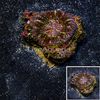 Scolymia Coral Indonesia (click for more detail)