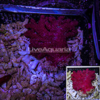 Indonesian Chili Coral, Red EXPERT ONLY (click for more detail)