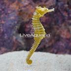 Captive-Bred Yellow Seahorse (click for more detail)
