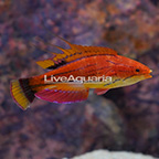 Carpenter's Flasher Wrasse, Terminal Phase Male (click for more detail)