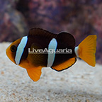 Clarkii Clownfish (click for more detail)