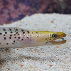 Fimbriated Moray Eel  (click for more detail)
